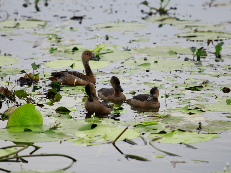 my wild city colombo conservation