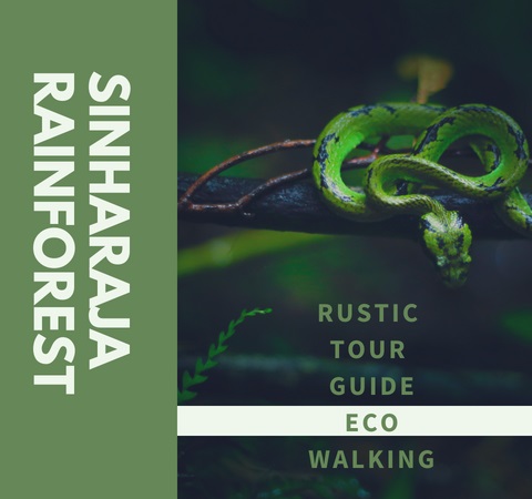 Sinharaja Rainforest Tour Guide