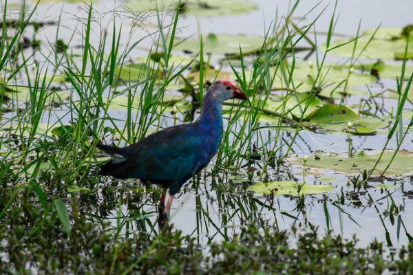 Top 10 Most Beautiful Birds in Colombo | Things to Do in Colombo