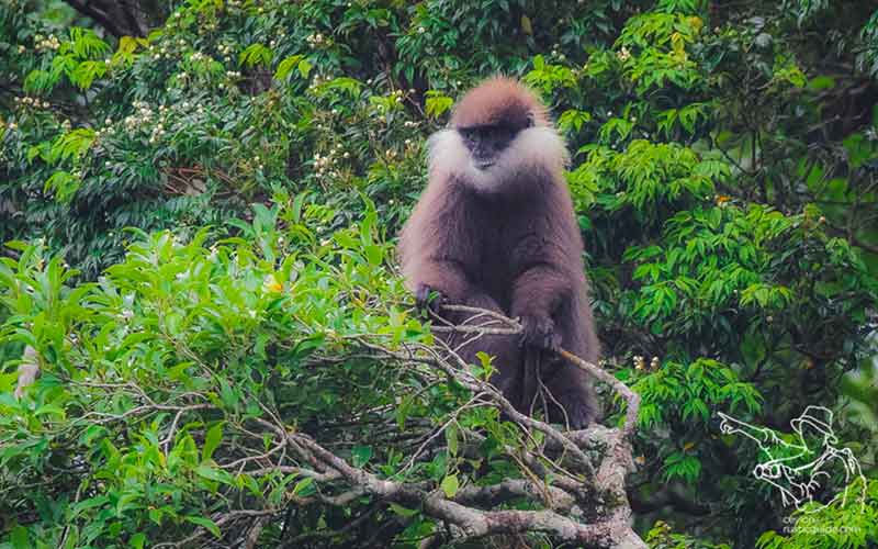 Colombo Urban wildlife Calendar