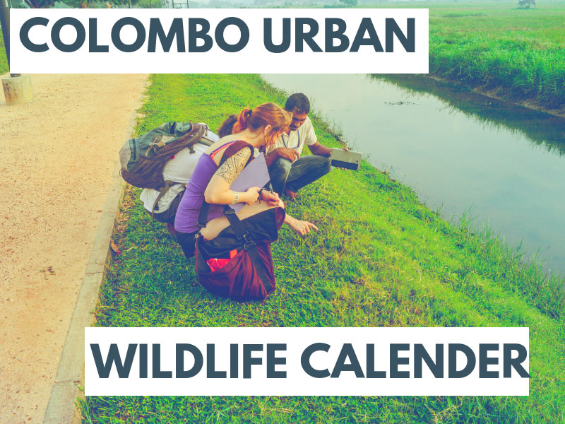 Colombo Sri Lanka Urban wildlife Calendar