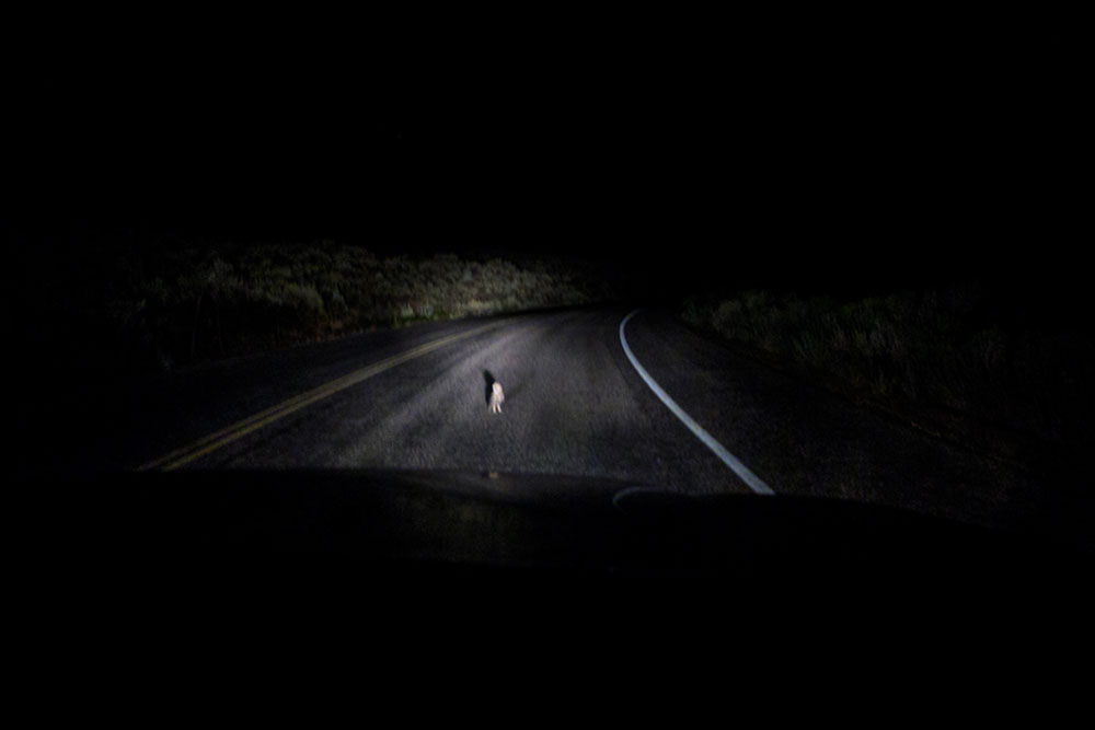 Sri Lanka Night Safari, Nocturnal animals watching Sri Lanka, Night Safari