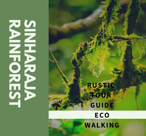 Sinharaja Rainforest Camping Tour