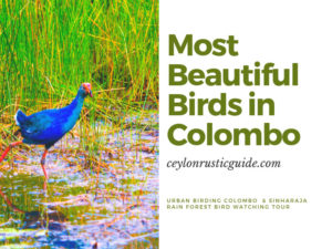 most beautiful Birds in Colombo Sri Lanka