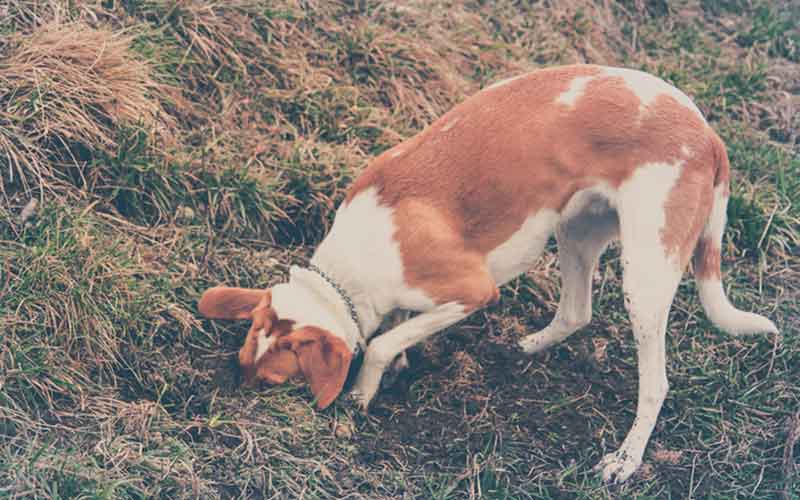 How to train your dog to be wildlife Friendly