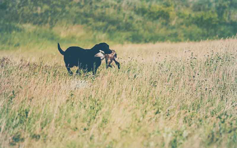 How to train your dog to be wildlife Friendly