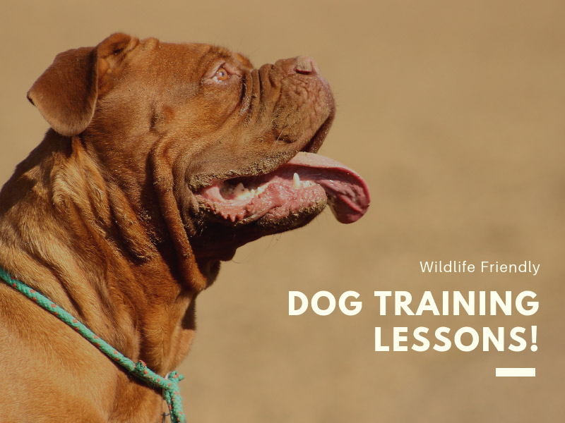Dog Training Sri Lanka, Dog & wildlife Conservation