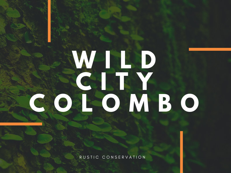 my wild city colombo, colombo wildlife tour