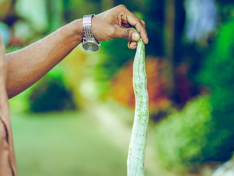 Sri Lankan Culinary Guide Shows the Length of Snake Gourd at Vegan Cooking Class Sri Lanka